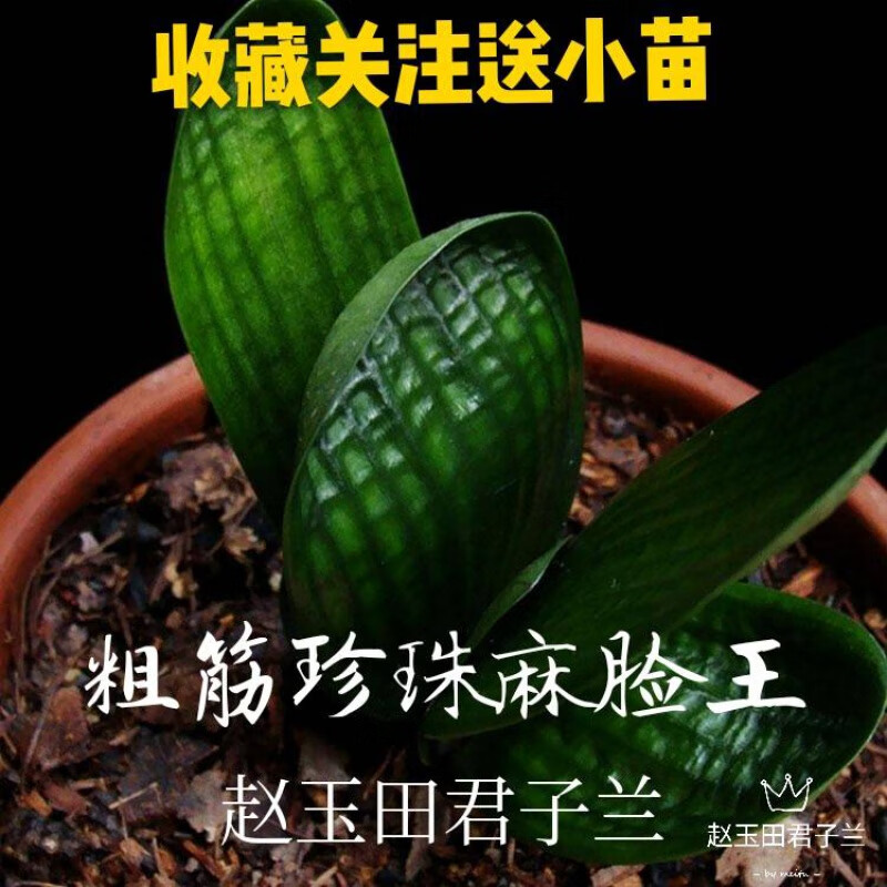 花姬文静花坊  长春精品名贵宽叶君子兰小苗珍珠王和尚圆头油匠麻脸绿