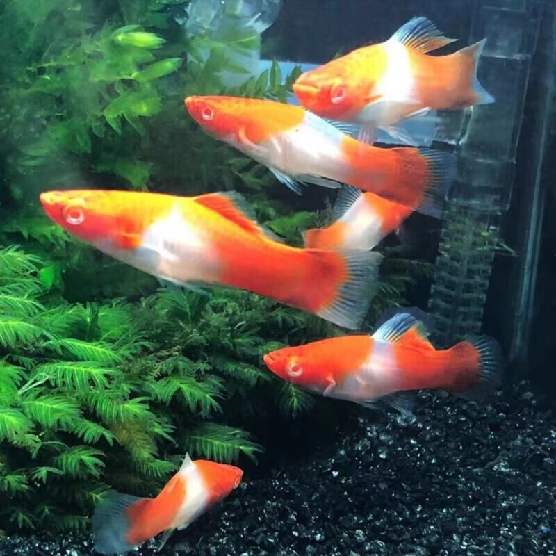 苹果剑大燕尾红剑胎生热带观赏鱼活体 红白剑公母1对2-3cm2条 送1条防