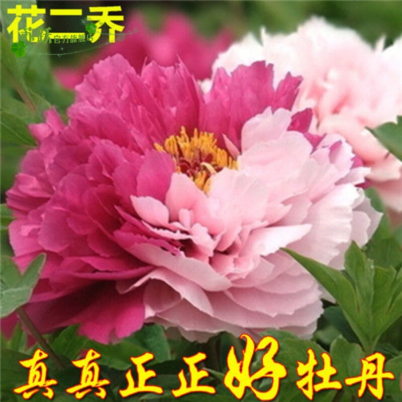 【买2送1】精品牡丹洛阳牡丹花苗盆栽室内外花卉观赏牡丹大花四季绿植