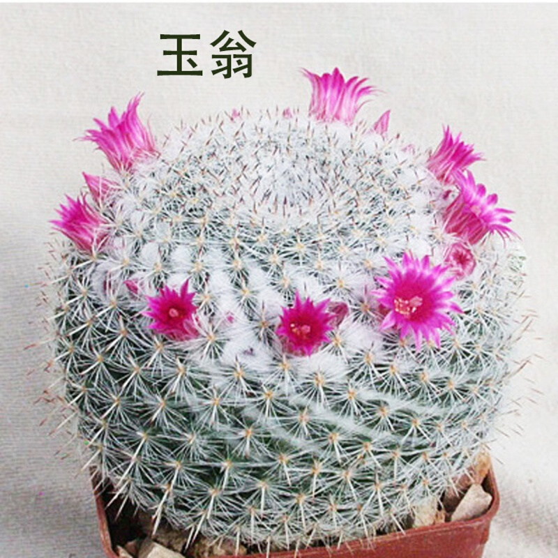 多肉植物怎么查询历史价格|多肉植物价格比较