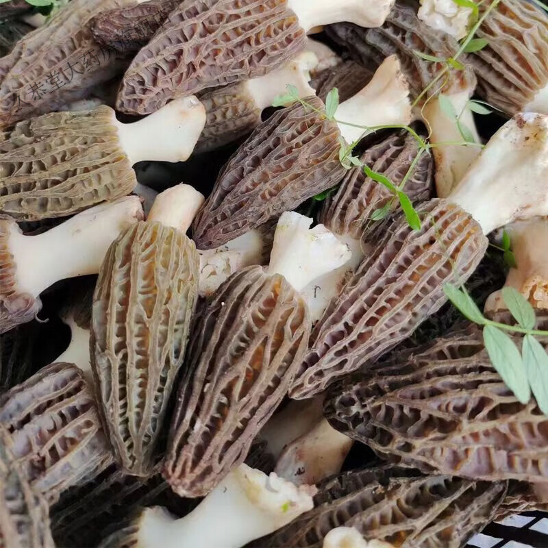 云南羊肚当季新鲜羊肚食煲汤火锅菇类野生食材 精选品质新鲜羊肚菌500