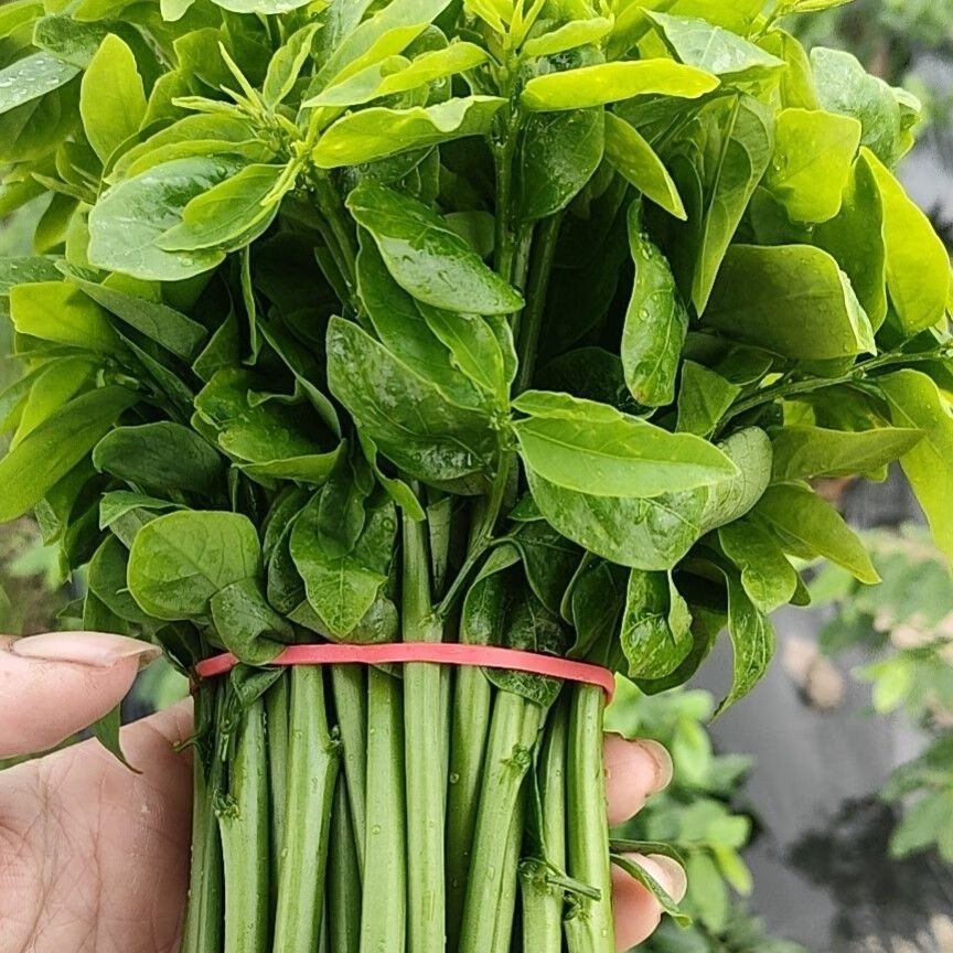 新鲜蔬菜 潮汕菜 树仔菜 天绿香 海南野菜 凉拌菜益肝菜 高钙菜 树仔