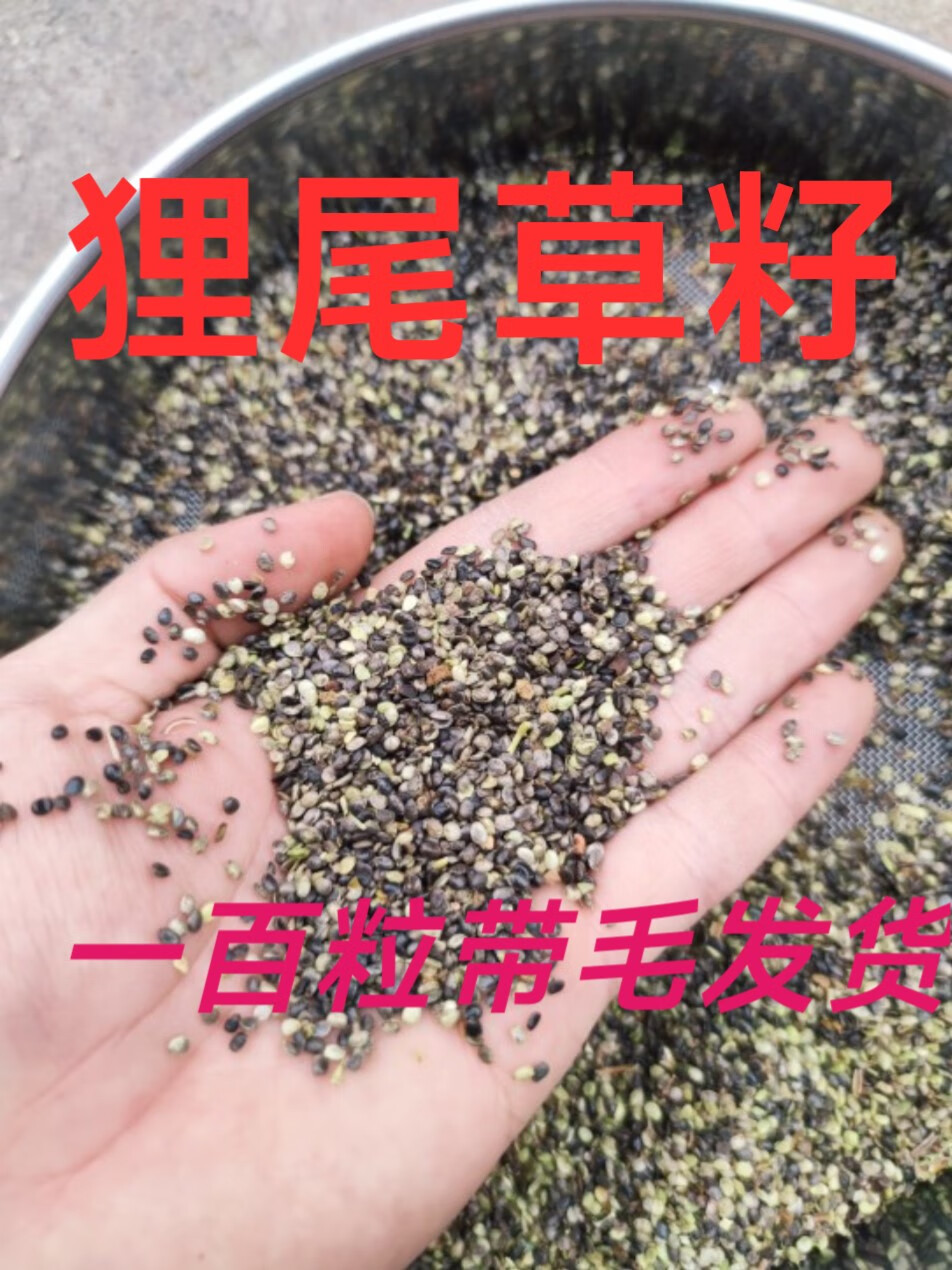 北京同仁堂中草药籽狸尾草籽羊咩香籽狸尾豆龙籽狗尾籽狐狸草籽兔尾草