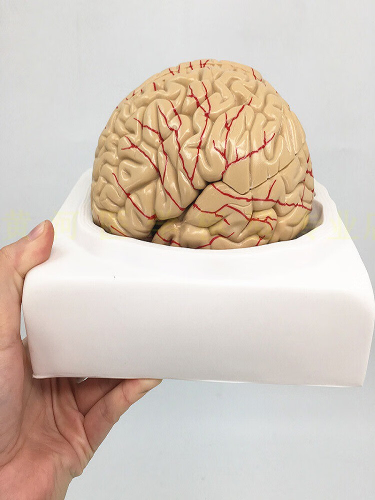 人体大脑模型脑血管模型脑解剖模型医学 教学用模型 可拆分9倍件