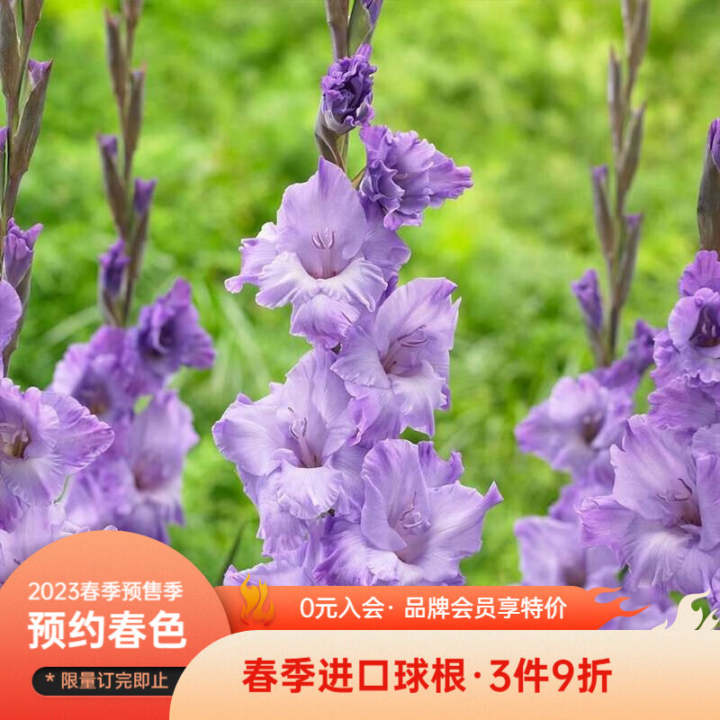 虹越（HONGYUE）2023春季种球预售 唐菖蒲5球装 适切花复花好多年生球根花卉 米卡