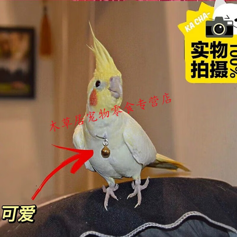 仟芸纯收养玄凤鹦鹉活体会学说话手养宠物鸟一对可繁殖活物活鸟幼鸟