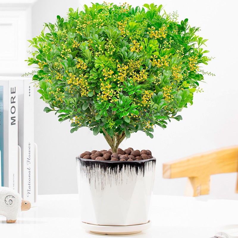 柯必达香水米兰盆栽茉莉室内绿植物浓香苗客厅阳台花卉 香水米兰花中