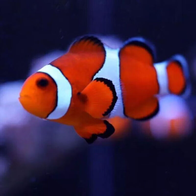 荣郁小丑鱼活体鱼 nemo人工海水鱼黑边公子奥黑毕加索雪印熊猫小型鱼