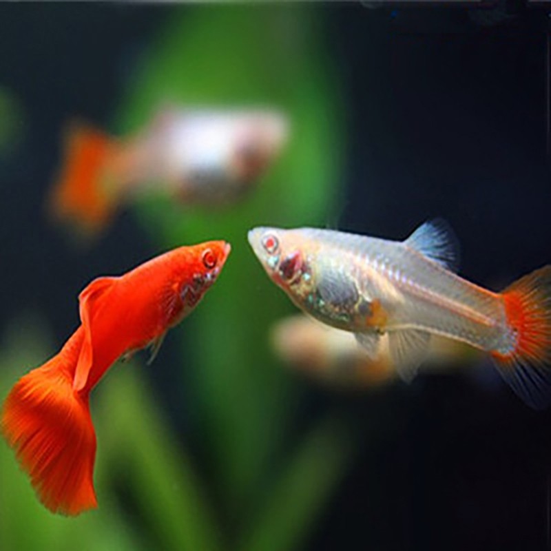 鱼官儿孔雀鱼活体 小型热带观赏鱼 淡水鱼 鱼缸造景 凤尾鱼 全红孔雀