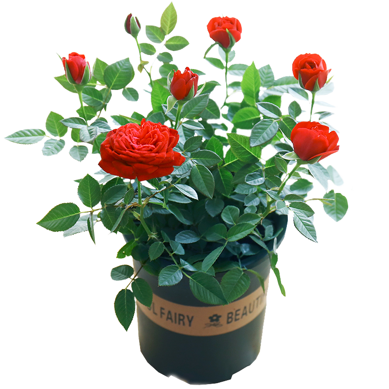 查看花卉价格走势用什么App|花卉价格比较