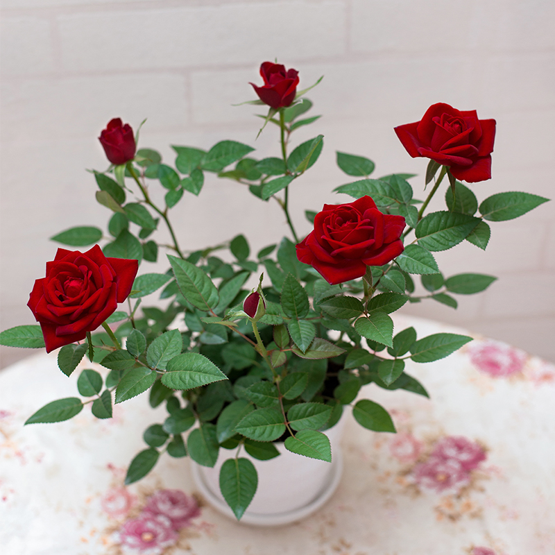 春沭玫瑰花盆栽红色玫瑰花盆栽迷你玫瑰花带花室内阳台客厅桌面植物