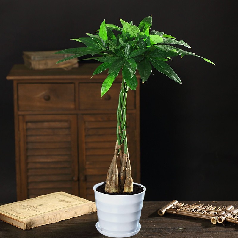 手机查大型绿植京东历史价格|大型绿植价格走势