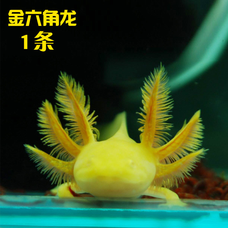 两栖恐龙鱼苗宠物冷水观赏鱼淡水鱼霸王火龙鱼 金色六角龙10-13cm 1条