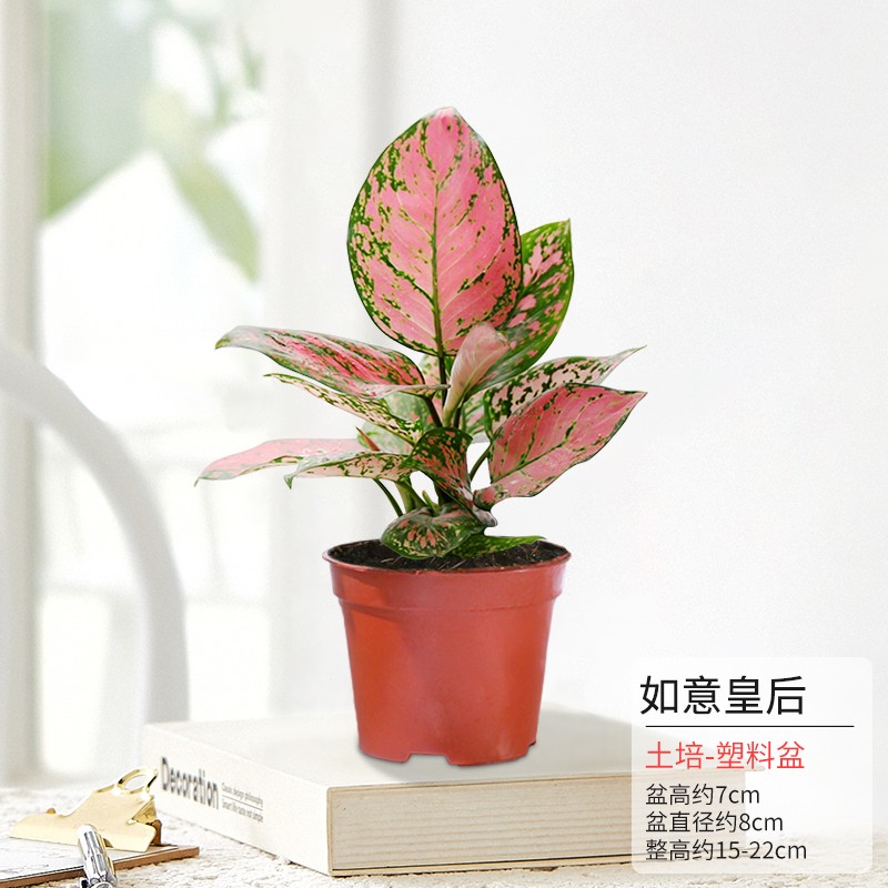 素蜜如意皇后小植物客厅室内绿植桌面懒人易养活花卉耐养四季彩叶