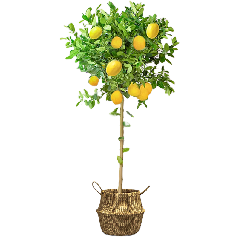 ˮԿɽʳôֲڿļֲ 1.5-1.6m+ 118.8Ԫ