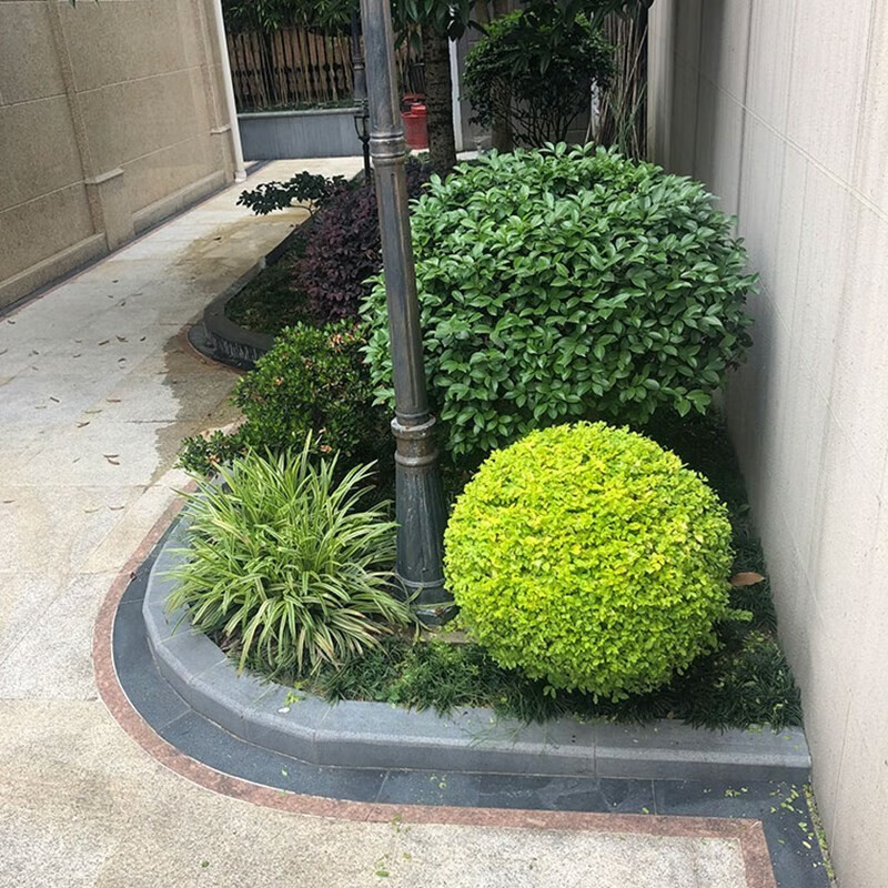 哲絮别墅亮晶女贞造型树亮晶女贞球庭院绿化植物棒棒糖植物四季长青