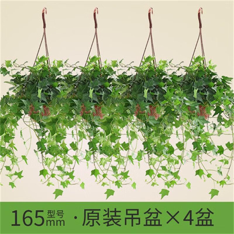 ���ѳ����ٵ������������ٱ໨��װ��������ֲ������ 165������-ԭװ�����4���ٳ�30-50cm�� ����