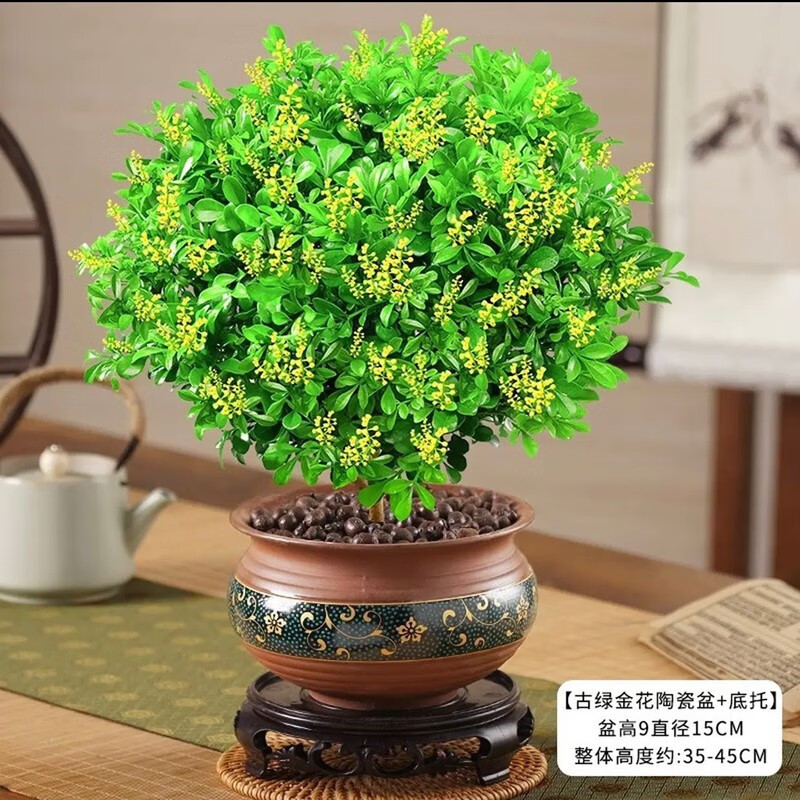 浅笑心柔米兰花盆栽花卉植物室内四季开花带花苞浓香好养绿植老桩盆景