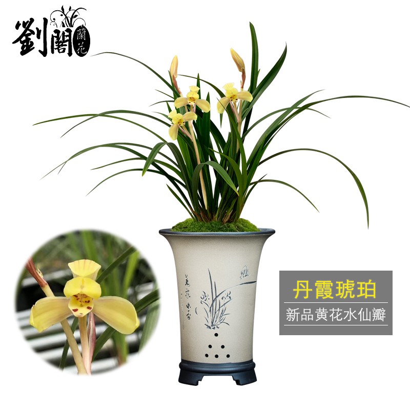 劉閣蘭花春兰新品黄花水仙 丹霞琥珀 冬带浓香花苞出售室内好养花卉