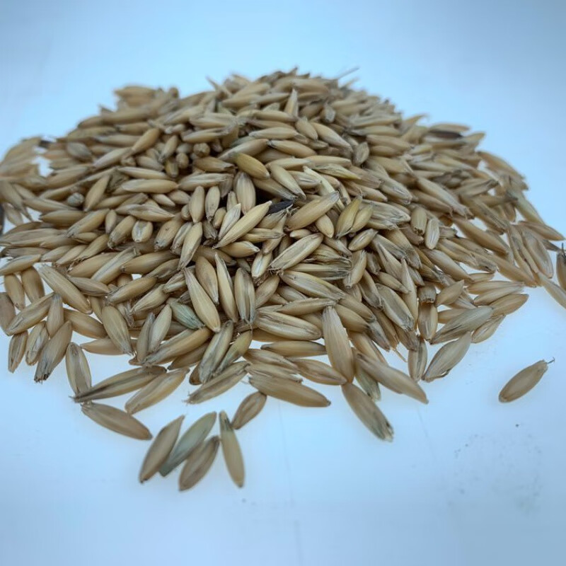 醉春木饲用燕麦种子养殖牧草耐寒种籽高产鱼饲料草籽绿肥牛羊草种