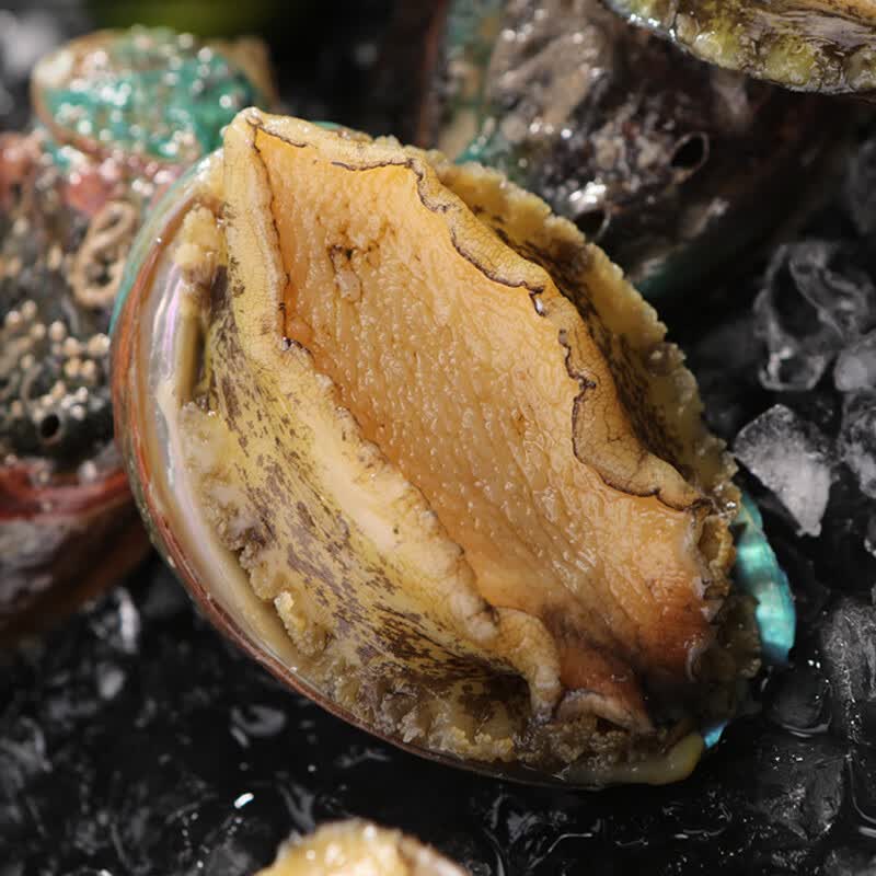 秋风味新鲜鲍鱼大个6头鲍冷冻海鲜水产小鲍鱼加热即食佛跳墙盆菜材料