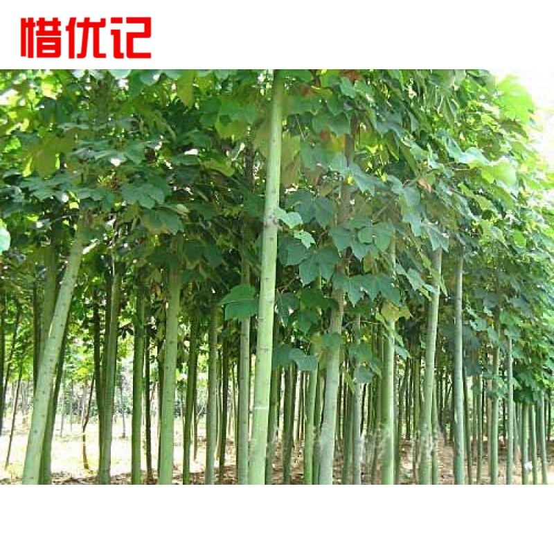 绿化苗木青桐树苗梧桐树中国梧桐大叶梧桐树苗桐麻小苗青皮梧桐树 5