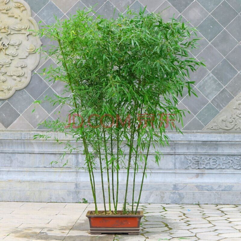 耐寒竹子苗盆栽庭院栽植青竹罗汉竹长青绿植紫竹金镶玉竹带土球 青竹1