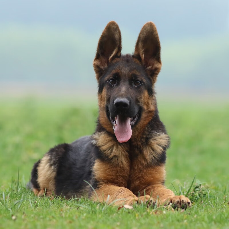 黑背,黑背图片,京东商城价格,配件和用品_双氙车灯改装网