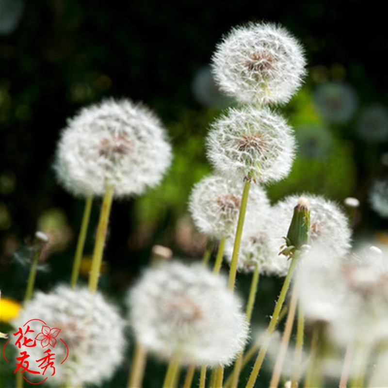 花友秀 蒲公英种子新种 婆婆丁种子花卉种子多年生易种四季播花卉盆栽