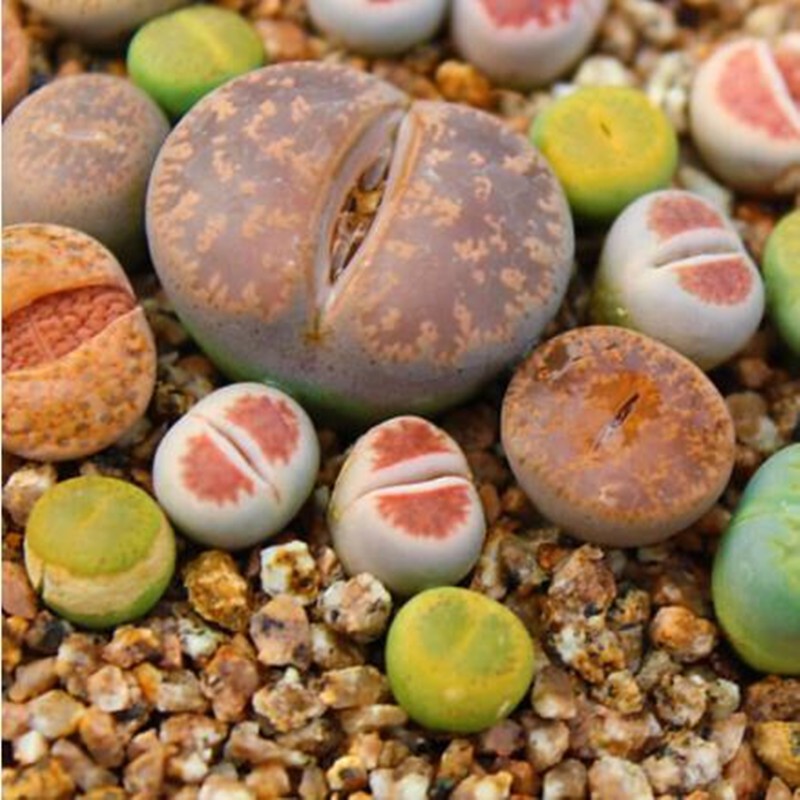 多肉植物盆栽 混合生石花 屁股花 pp花 石生花绿植 小生石花1cm左右