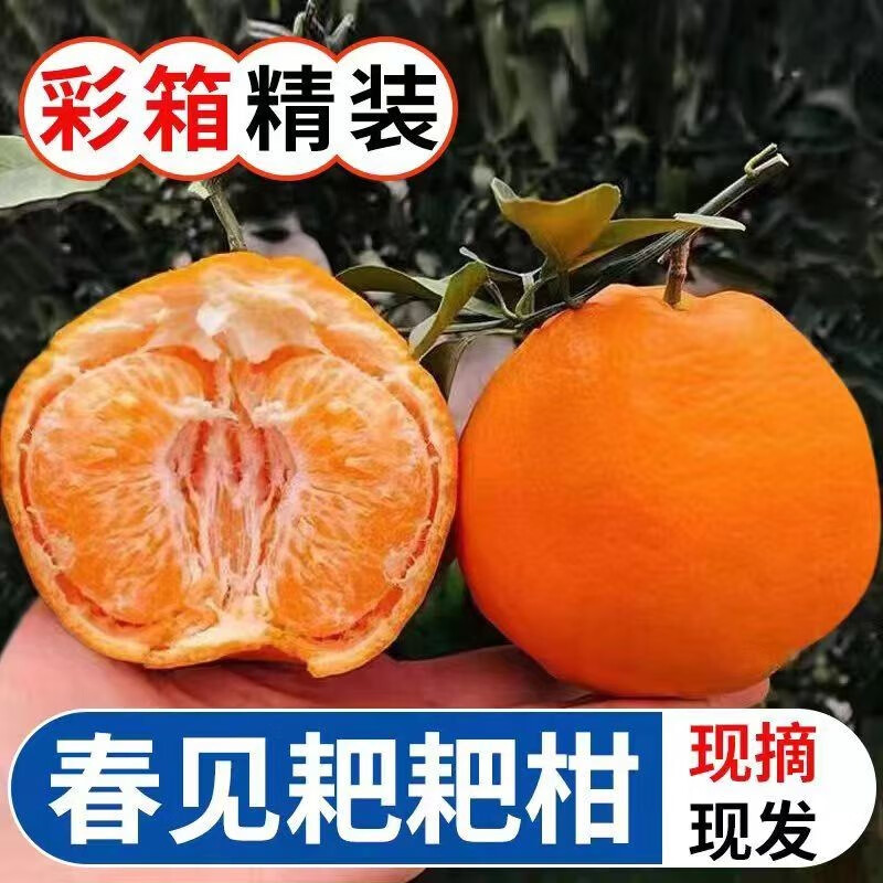 桔橘历史价格走势图|桔橘价格历史