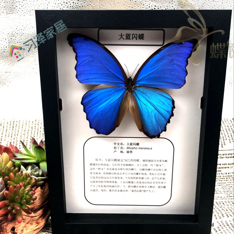 学生科普教育装框大蓝闪蝶 真昆虫蝴蝶标本布展摆件蝴蝶墙 b 科普框