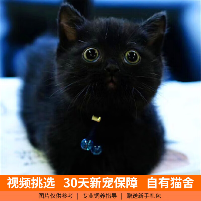 伊宠纯种孟买猫幼猫黑猫小猫咪宠物猫咪活体幼崽 赛级 公