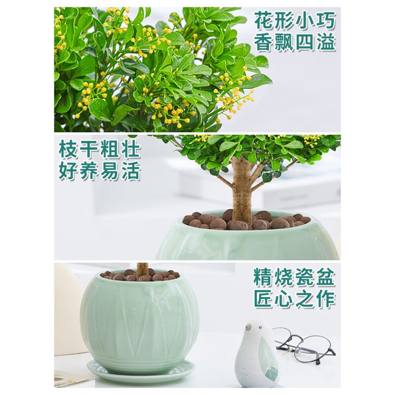 叹为观止【带花苞发货】米兰盆栽花盆栽花卉绿植办公室室内浓香四季开花 香水米兰小苗两棵(不含盆) 带盆栽好