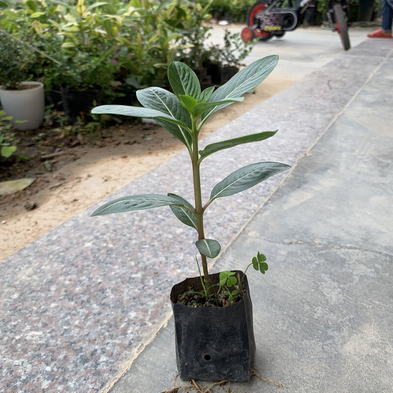 耀强长春花苗日日春五瓣梅四季开花庭院阳台盆栽原土发货 小苗5-10