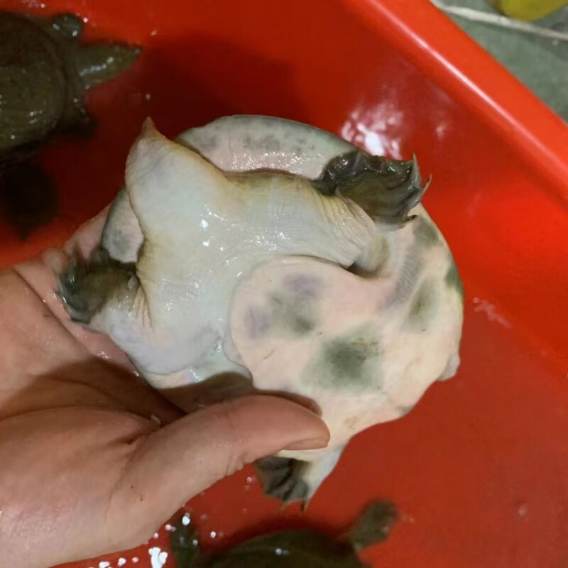 4两-9两小甲鱼苗活体鲜活淡水养殖中华鳖苗小食用放养套养散养 1-1.4