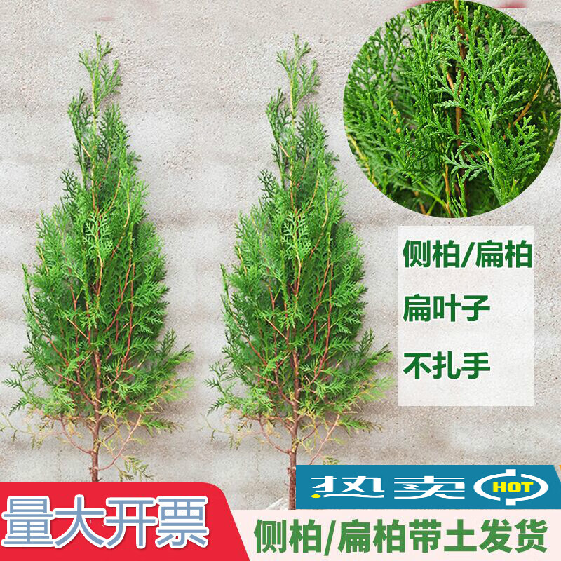 塔柏侧柏树苗扁柏树苗松柏宝塔松柏枝树松柏龙柏塔柏四季青绿化苗