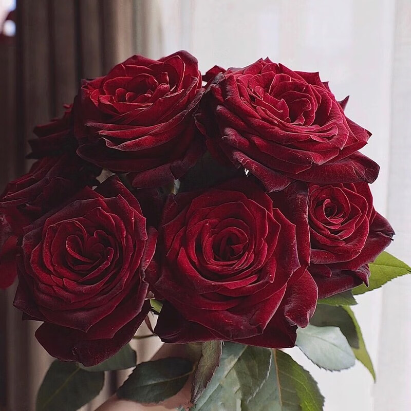 文枝鹏哥的花圃灌木切花黑巴克月季暗红黑色玫瑰阳台庭院花园扦插小苗