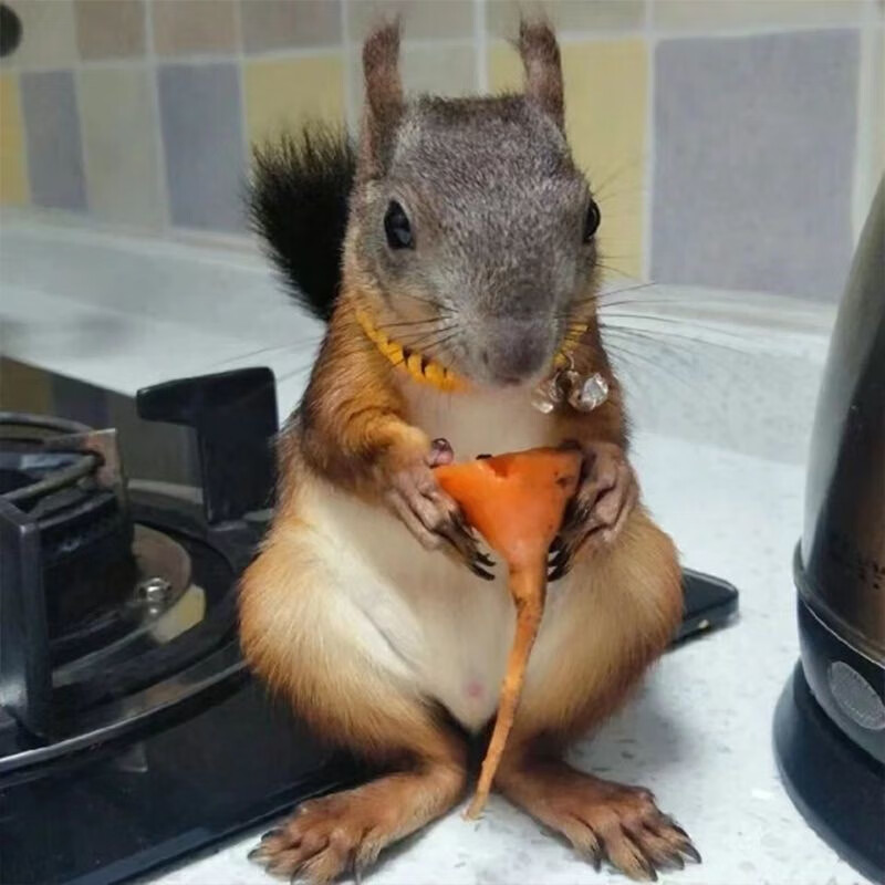 三色魔王松鼠 四十多天标准合格(新手推荐)