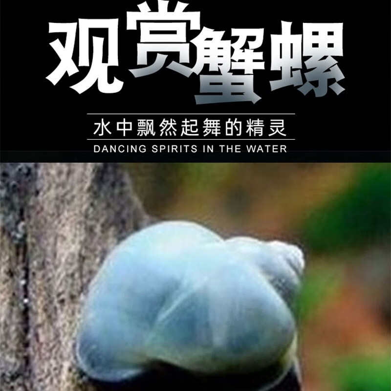 朴彩(pucai)蓝象牙螺 鱼缸宠物螺观赏螺活体宠物除藻蜗牛神秘螺清理鱼