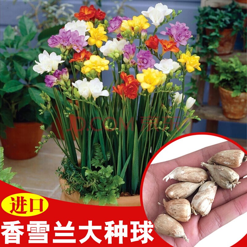 白色香雪兰球根花卉重瓣香雪兰小苍兰花苗 花卉绿植盆栽 品种纯正 带