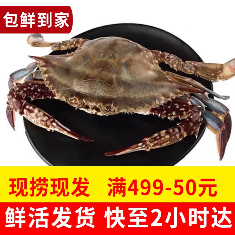 【活鮮】喵和漁梭子蟹公蟹鮮活大螃蟹飛蟹 肉蟹海鮮鮮活蟹類 5-6兩/4只 肉蟹