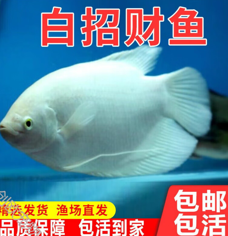 鱼活鱼战船鱼正宗鱼中大型热带观赏鱼红眼招起头战船鱼 红眼白8-10cm1