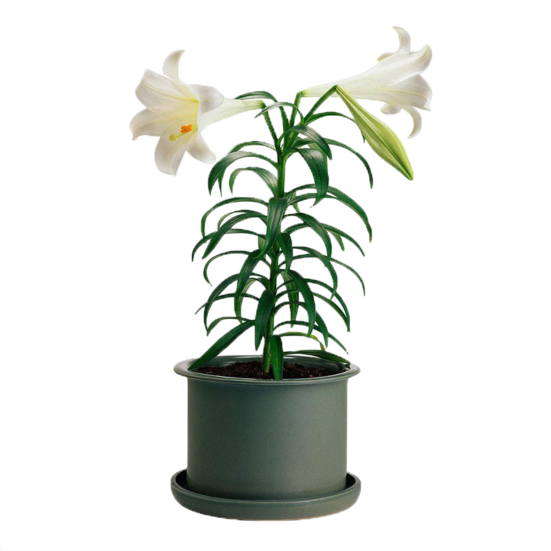 哪里可以查询种球历史价格|种球价格走势