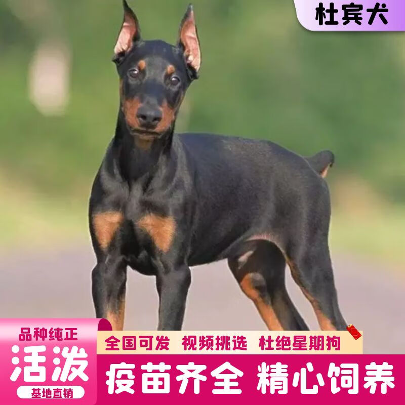 迈乐佳(maleejia)【视频选 】纯种杜宾大型护卫犬杜宾犬活体 杜宾幼犬