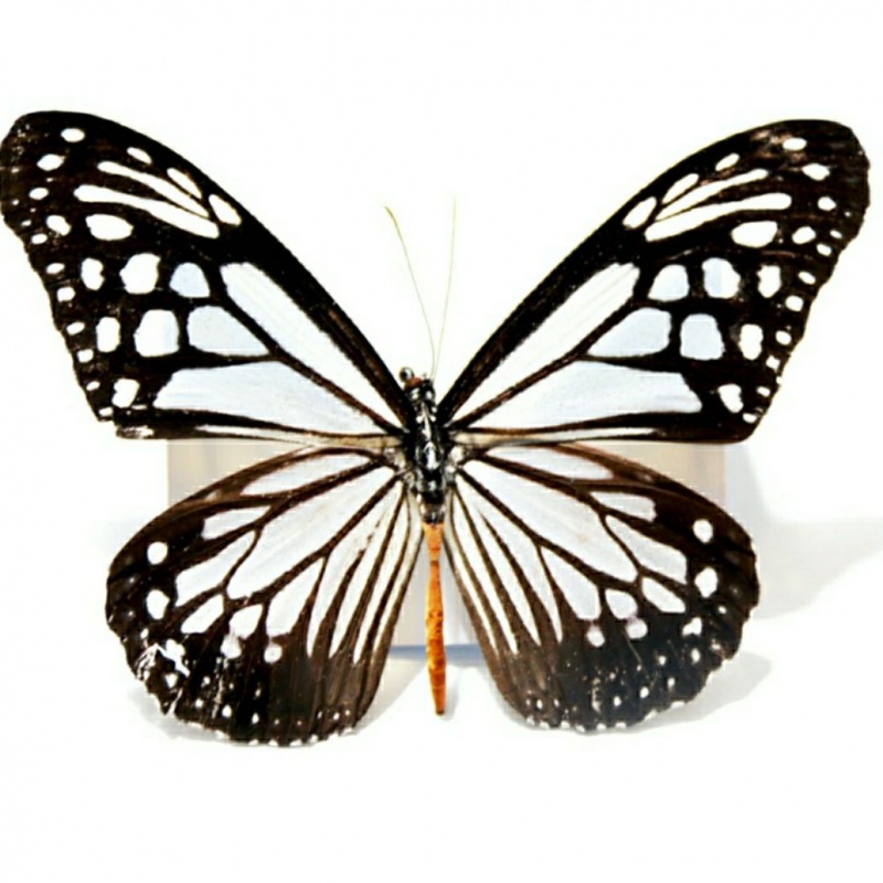 标本 相关京东优惠商品推荐降序排行榜 价格图片品牌优惠券 虎窝购