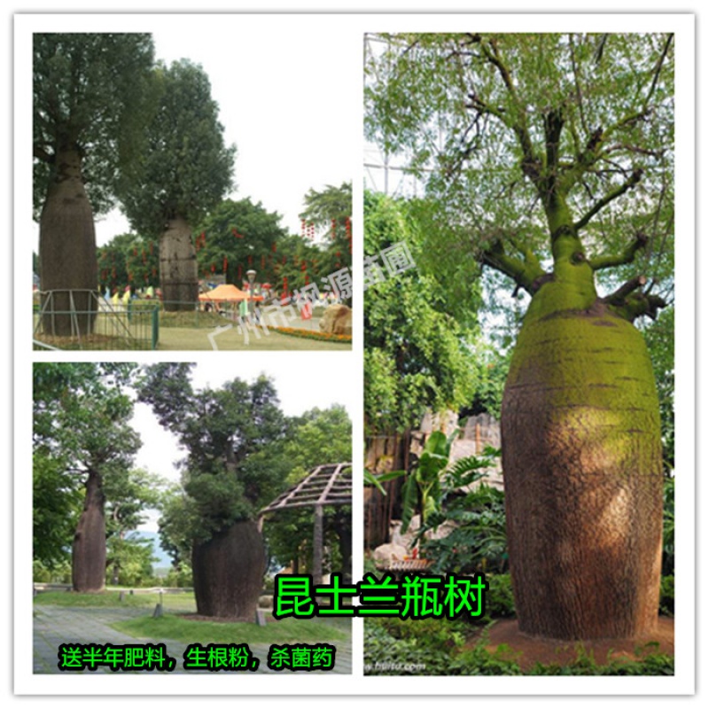 战长沙昆士兰瓶树苗 澳州佛肚树苗珍贵稀有树种瓶干树庭院盆栽地栽 30