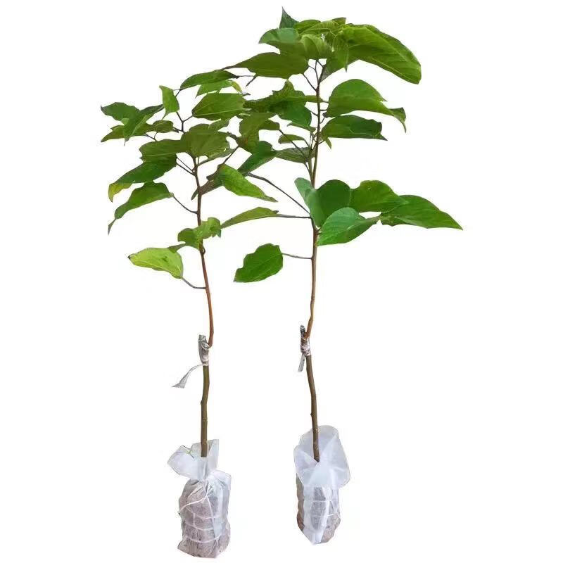 晗畅拐枣苗树拐子树万寿果鸡爪连金沟梨南北方种植果树苗盆栽地 2年