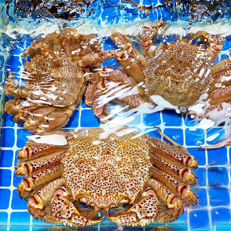 【活鲜】深海红毛蟹 海鲜皇帝蟹水产大螃蟹 1.5-1.6斤/只