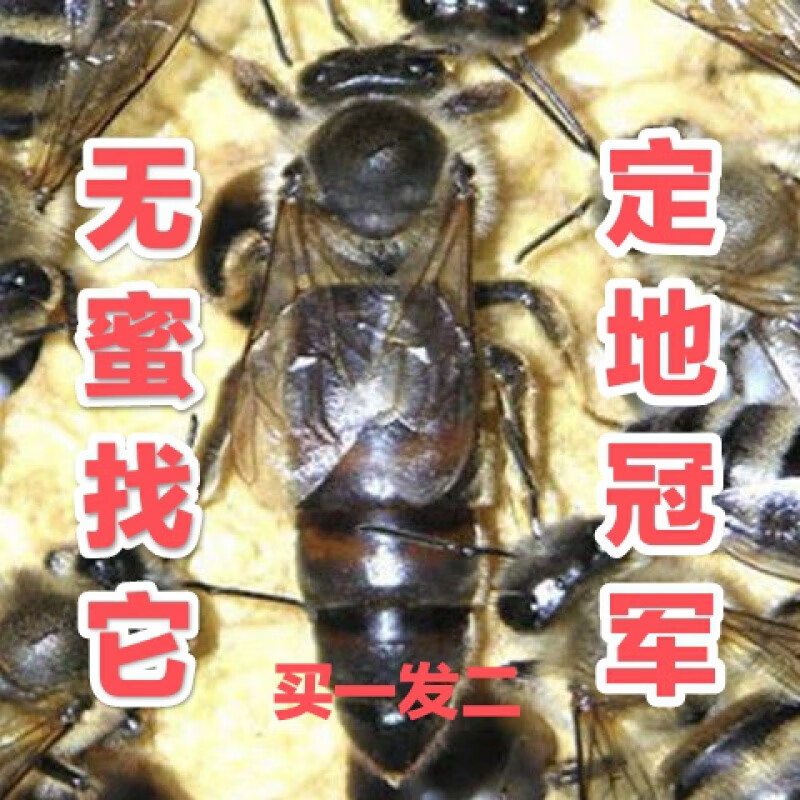 朗透  意蜂王 意蜂处王金黄山喀尔巴阡高产蜜王 蜜蜂王王 包活 随机处